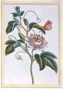 La Grenadille lub Le Maracot (Niebieski kwiat passiflory), ok. 1766 (rycina ręcznie kolorowana)